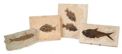 Lot 1020 - Four specimen fossil fish