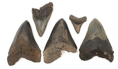 Lot 1018 - Collection of Megaladon teeth