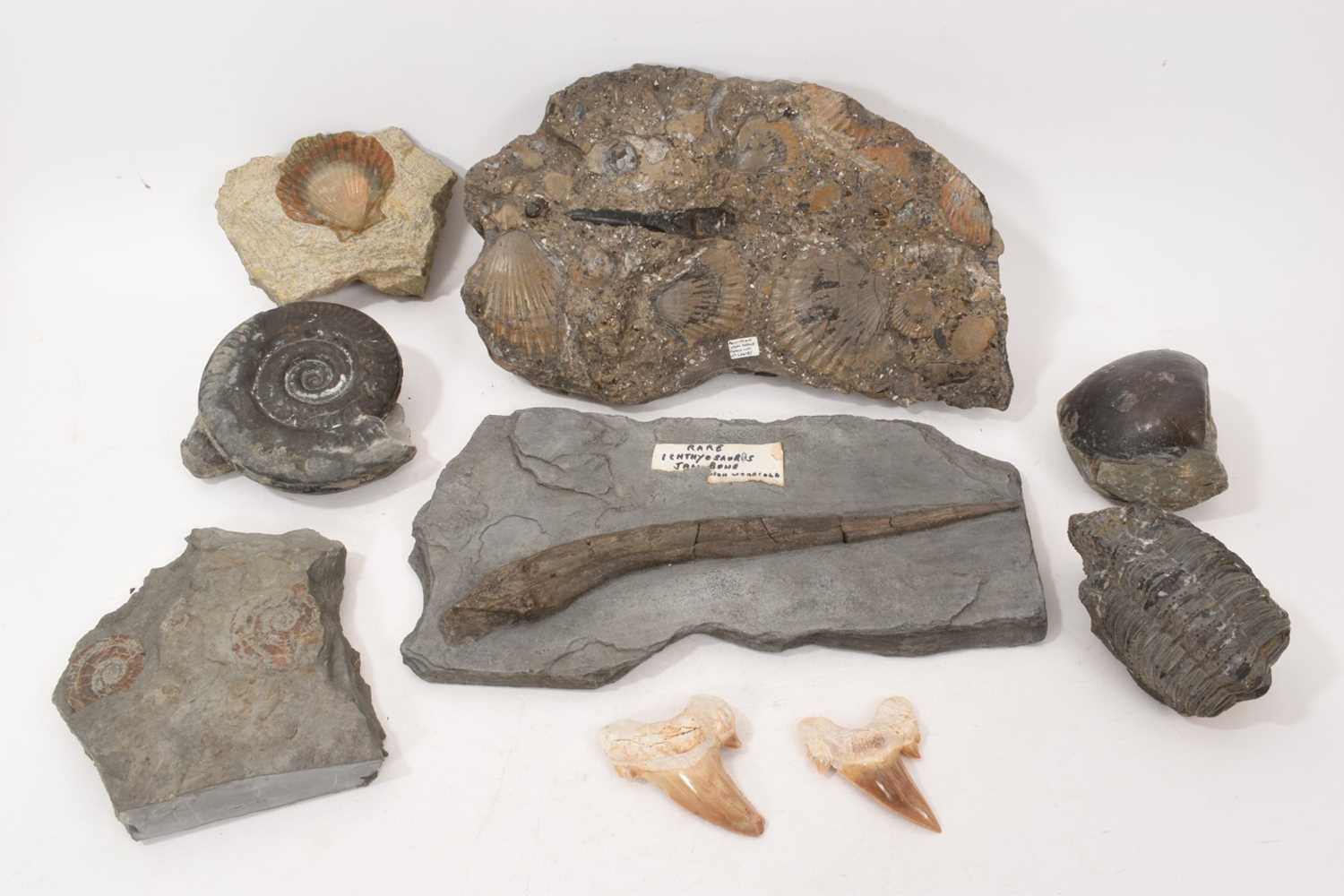 Lot 1028 - Collection of various fossils, including a