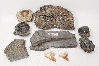 Lot 1028 - Collection of various fossils, including a Icthiosaurus jaw bone