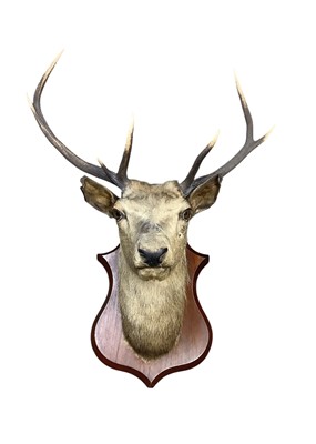 Lot 1740 - Early 20th century Stag head and neck mounted on an oak shield, 108cm high overall, 74cm wide