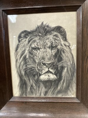 Lot 180 - Edwardian charcoal study of a lion, signed and dated 1906, in glazed oak frame