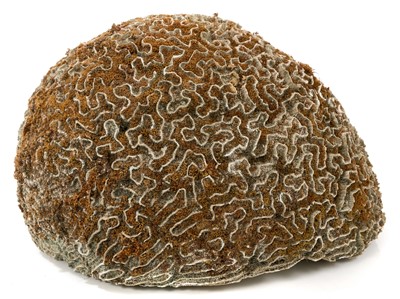 Lot 1107 - Large brain coral specimen