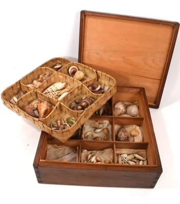 Lot 1033 - Victorian collection of sea shells, housed in woven trays and wooden lidded box