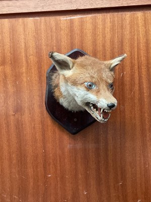 Lot 709 - Taxidermy fox's head mounted on a shield