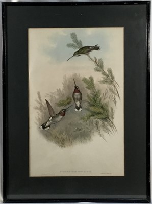 Lot 147 - John Gould (1804-1881) two original hand coloured Hummingbird lithographs, 48cm x 30cm, in glazed frames