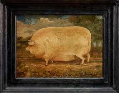 Lot 1475 - English School oil on panel - A Prize Pig, 20cm x 27.5cm, in ebonised frame