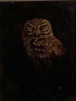 Lot 96 - English School oil on board - An Owl, 22cm x 16cm, in glazed frame