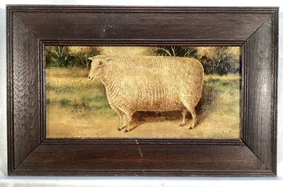 Lot 98 - English School, oil on board - A Prize Sheep, 14cm x 29cm, framed