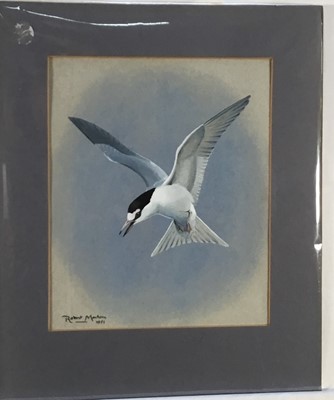 Lot 159 - Robert Morton watercolour - Tern, signed and dated 1971, 23.5cm x 19cm, unframed