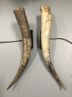 Lot 64 - Pair Cow Horn wall sconces, 67cm and 60cm long, on 15cm x 9cm x 4cm mounts