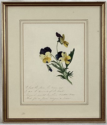 Lot 155 - English School, 19th century, watercolour - Study of Viola, inscribed with poetic verse, 22cm x 17cm, in glazed frame.