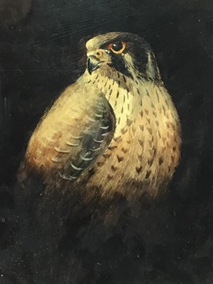 Lot 140 - English School oil on board - Peregrine Falcon, 24cm x 19cm, in glazed frame