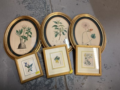 Lot 728 - Collection of framed Botanical prints