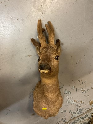 Lot 771 - Taxidermy: A deers head