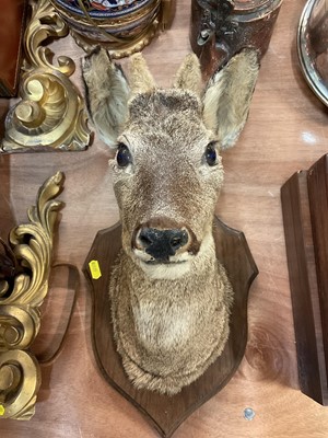 Lot 810 - Taxidermy: A deers head