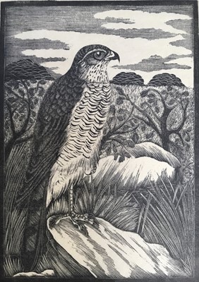 Lot 105 - Eric Fitch Dalglish (1892-1966) wood engraving - Sparrowhawk, signed and titled, label verso, 12.5cm x 9cm, unframed