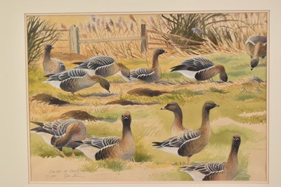 Lot 1245 - John Davis (Contemporary) watercolour - Pink-feet at Overy Marshes, Norfolk, signed and inscribed, 32.5cm x 46cm, in glazed frame