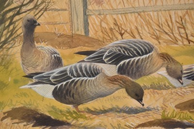 Lot 1245 - John Davis (Contemporary) watercolour - Pink-feet at Overy Marshes, Norfolk, signed and inscribed, 32.5cm x 46cm, in glazed frame