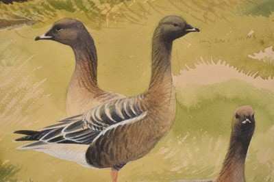 Lot 1245 - John Davis (Contemporary) watercolour - Pink-feet at Overy Marshes, Norfolk, signed and inscribed, 32.5cm x 46cm, in glazed frame