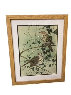 Lot 253 - Maxine Fitter, gouache, Thrushes