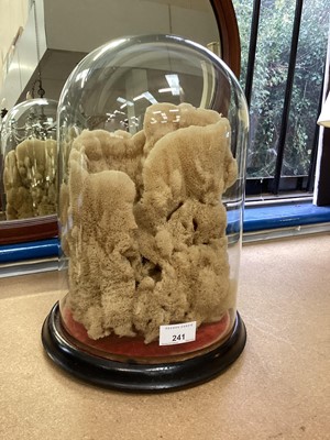 Lot 241 - Victorian natural sea sponge under glass dome