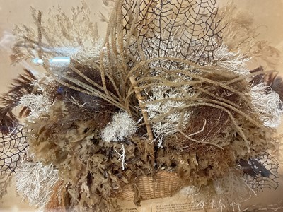 Lot 779 - 19th century seaweed basket diorama