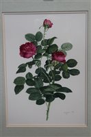 Lot 1244 - *Glyn Morgan (1926 - 2015), fine botanical...