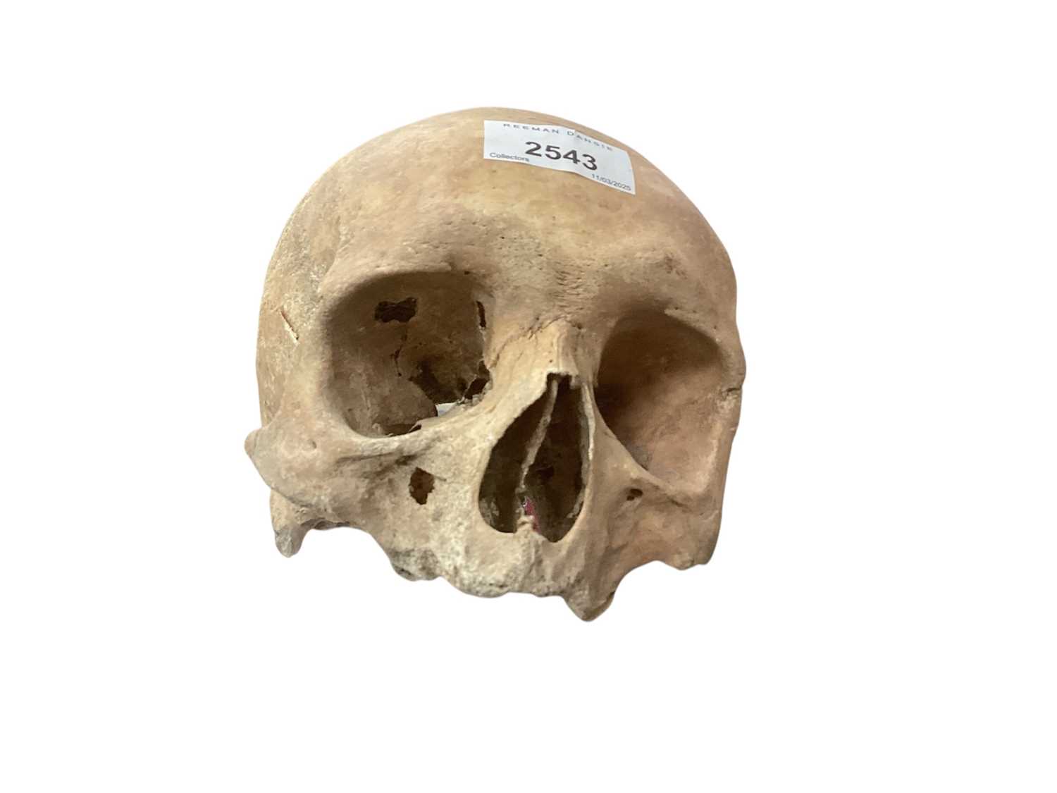 Lot 2543 - Antique human skull anatomical specimen, the skull lacks teeth and the lower jaw bone, approximately 18cm in length.