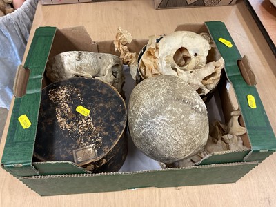 Lot 2499 - 19th century human skull prepared for medical education purposes and other human bone remains with two cardboard containers retailed by Henry Kimpton 82 High Holborn, London