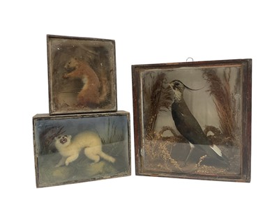 Lot 1416 - Three early 20th century cases containing an Ermine, Red Squirrel and a Lapwing, each in naturalistic setting (3)