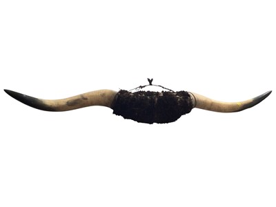 Lot 762 - Very large pair of buffalo horns