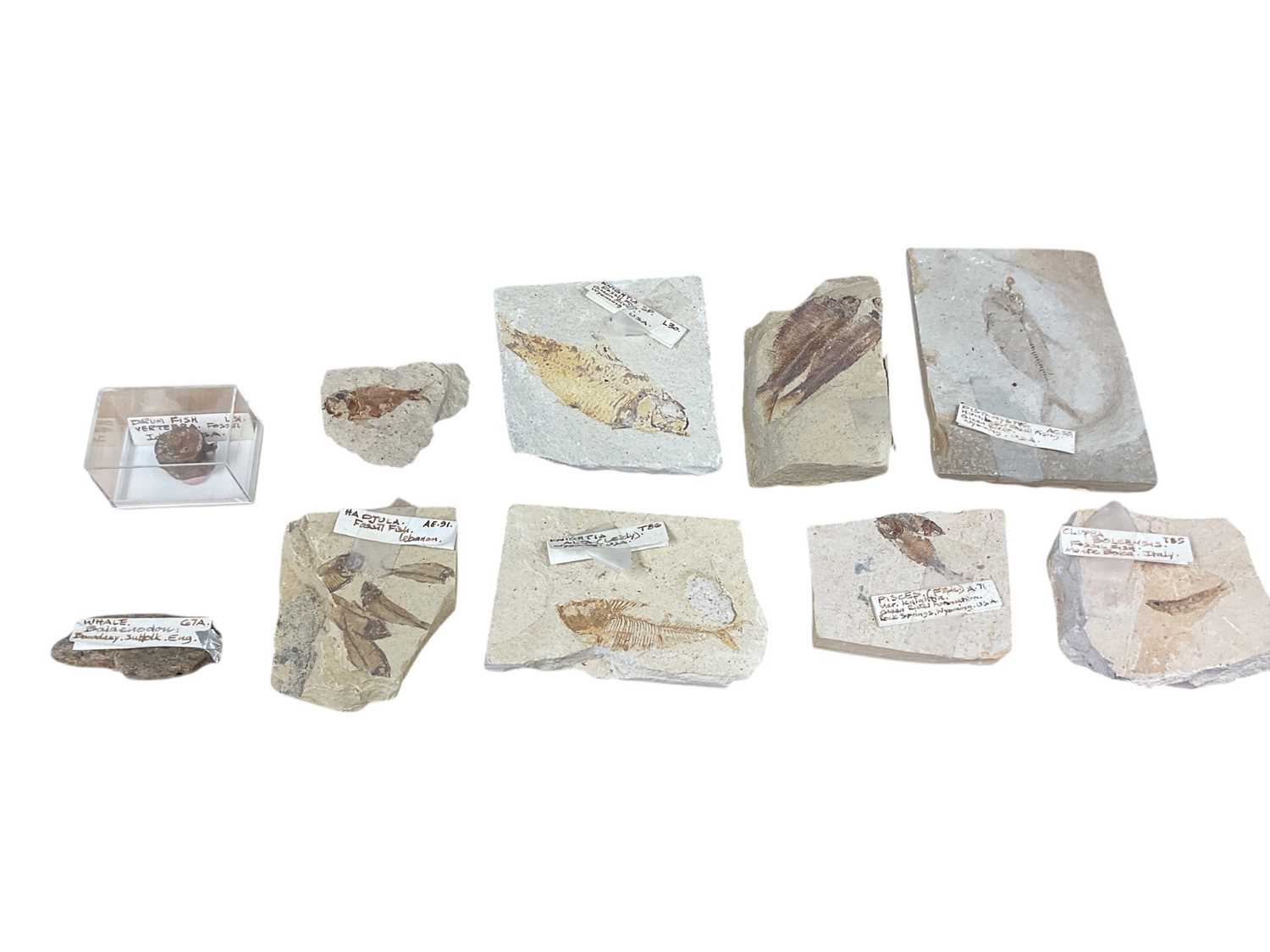 Lot 2667 - Box of fossils and geodes, including