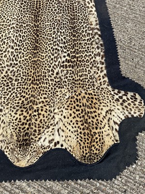 Lot 911 - Large Rowland Ward of London preserved Leopard pelts wall hanging, label to backing, 239cm x 222cm