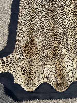 Lot 911 - Large Rowland Ward of London preserved Leopard pelts wall hanging, label to backing, 239cm x 222cm