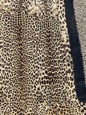 Lot 911 - Large Rowland Ward of London preserved Leopard pelts wall hanging, label to backing, 239cm x 222cm