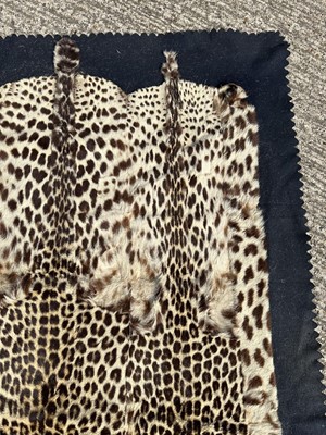 Lot 911 - Large Rowland Ward of London preserved Leopard pelts wall hanging, label to backing, 239cm x 222cm