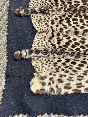 Lot 911 - Large Rowland Ward of London preserved Leopard pelts wall hanging, label to backing, 239cm x 222cm
