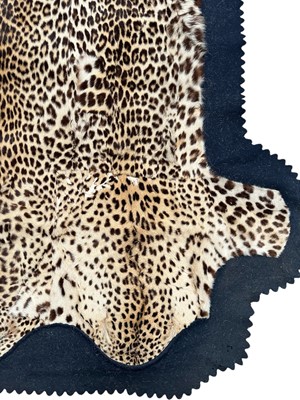 Lot 911 - Large Rowland Ward of London preserved Leopard pelts wall hanging, label to backing, 239cm x 222cm