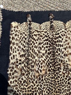 Lot 911 - Large Rowland Ward of London preserved Leopard pelts wall hanging, label to backing, 239cm x 222cm