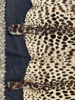Lot 911 - Large Rowland Ward of London preserved Leopard pelts wall hanging, label to backing, 239cm x 222cm