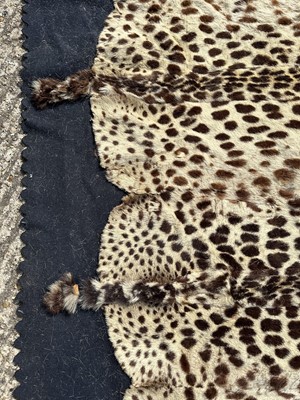 Lot 911 - Large Rowland Ward of London preserved Leopard pelts wall hanging, label to backing, 239cm x 222cm