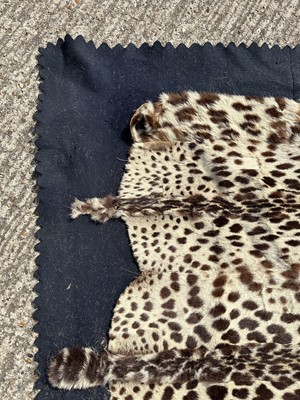 Lot 911 - Large Rowland Ward of London preserved Leopard pelts wall hanging, label to backing, 239cm x 222cm
