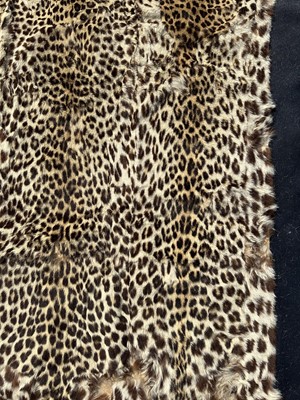 Lot 911 - Large Rowland Ward of London preserved Leopard pelts wall hanging, label to backing, 239cm x 222cm