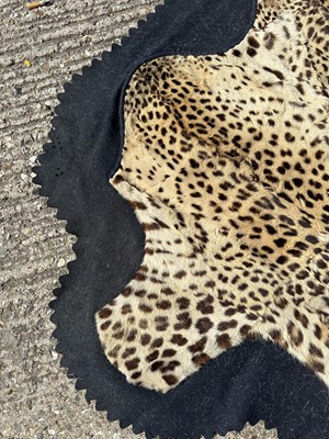 Lot 911 - Large Rowland Ward of London preserved Leopard pelts wall hanging, label to backing, 239cm x 222cm