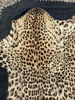 Lot 911 - Large Rowland Ward of London preserved Leopard pelts wall hanging, label to backing, 239cm x 222cm