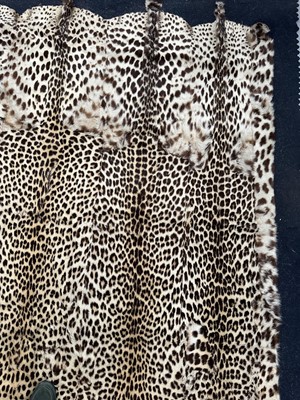Lot 911 - Large Rowland Ward of London preserved Leopard pelts wall hanging, label to backing, 239cm x 222cm