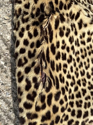 Lot 911 - Large Rowland Ward of London preserved Leopard pelts wall hanging, label to backing, 239cm x 222cm
