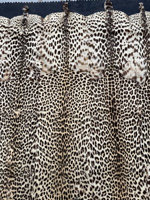 Lot 911 - Large Rowland Ward of London preserved Leopard pelts wall hanging, label to backing, 239cm x 222cm