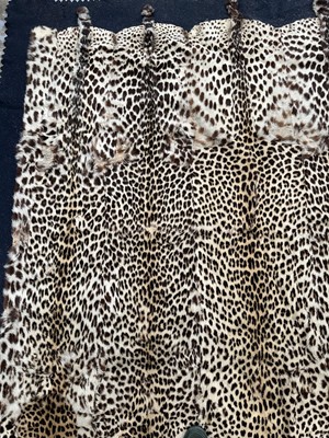 Lot 911 - Large Rowland Ward of London preserved Leopard pelts wall hanging, label to backing, 239cm x 222cm